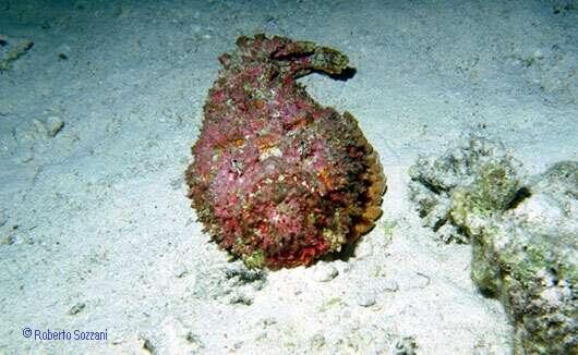 Synanceia verrucosa