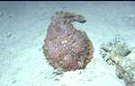 Stonefish (32k)