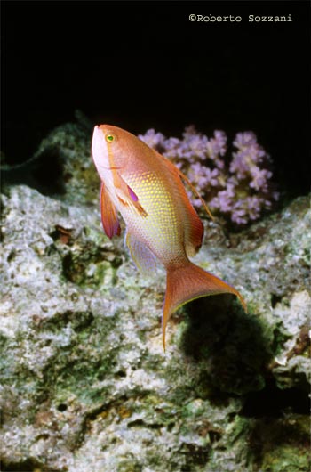 Pseudanthias squamipinnis