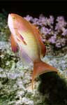 Jewel Fairy Basslet (34k)