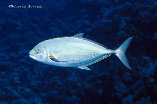 Carangoides bajad