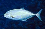Goldbody Trevally (35k)