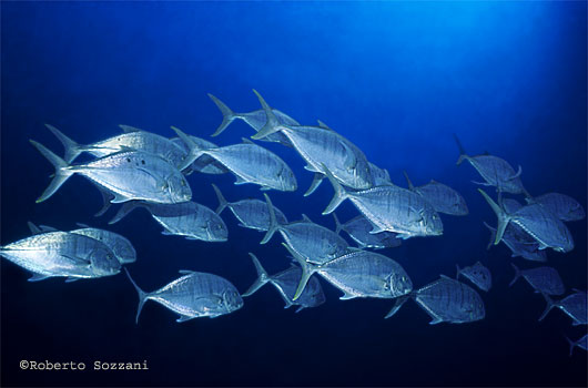 Carangoides fulvoguttatus