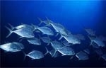 Yellowspotted Trevally (33k)