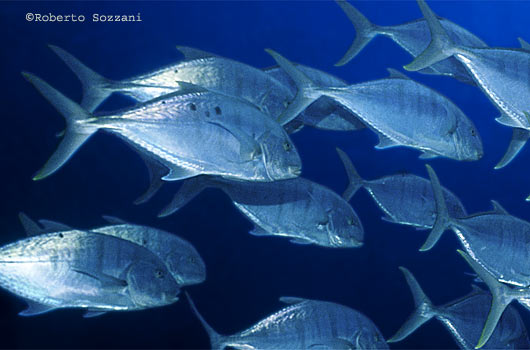 Carangoides fulvoguttatus