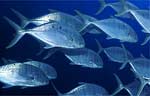 Yellowspotted Trevally (35k)