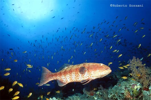 Plectropomus pessuliferus marisrubri