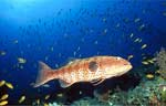 Red Sea Coralcod (35k)