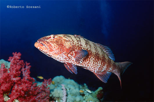 Plectropomus pessuliferus marisrubri