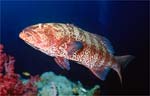Red Sea Coralcod (36k)