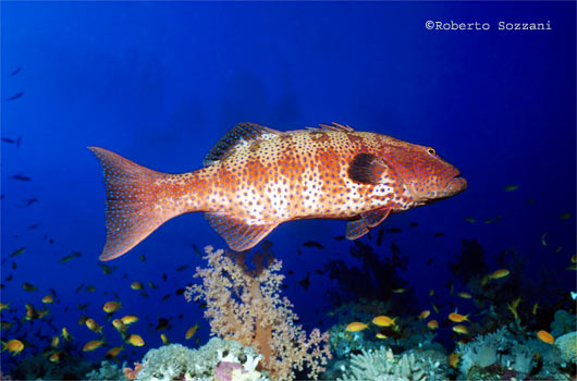 Plectropomus pessuliferus marisrubri