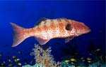 Red Sea Coralcod (43k)