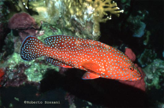 Cephalopholis miniata