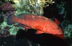 Jewel Grouper (35k)