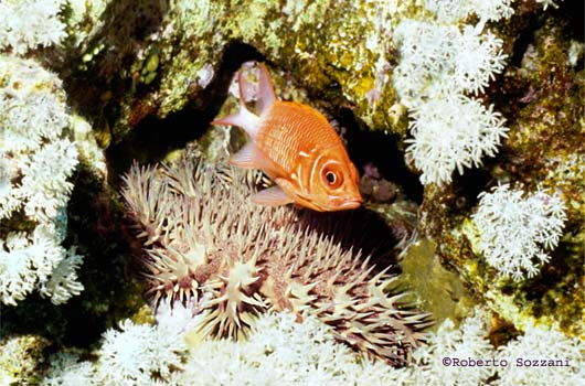 Acanthaster planci
