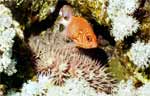 Crown-of-thorns Starfish (52k)