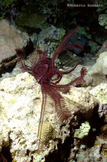 Crinoide - Crinoid