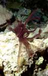 Crinoid (34k)