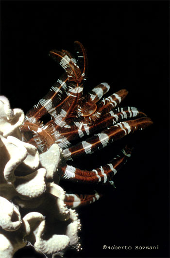 Crinoide - Crinoid