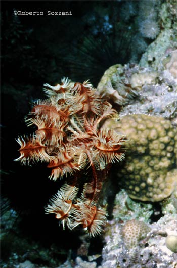 Crinoide - Crinoid