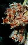 Crinoid (38k)