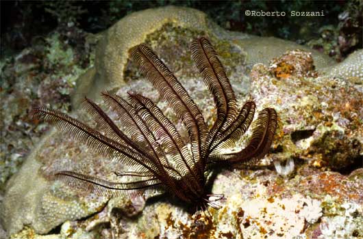 Crinoide - Crinoid