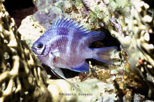 Amblyglyphidodon leucogaster