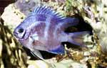 White-belly Damsel (47k)