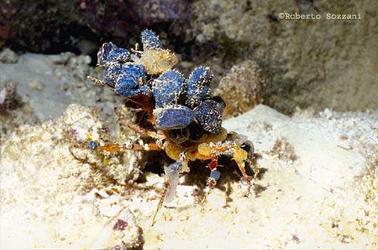 Granchio - Crab