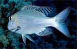 Bigeye Emperor (36k)