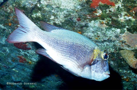 Monotaxis grandoculis