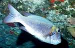 Bigeye Emperor (38k)