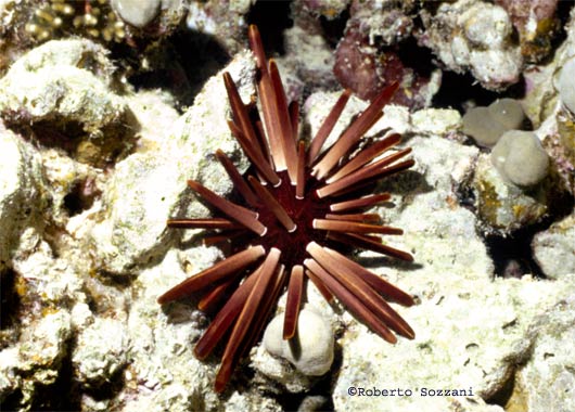 Heterocentrotus mammillatus