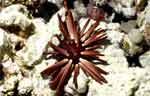 Pencil Urchin (54k)