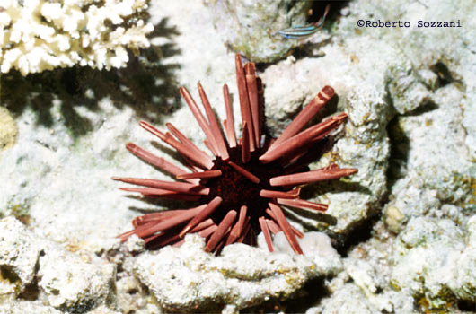 Heterocentrotus mammillatus