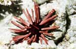 Pencil Urchin (56k)