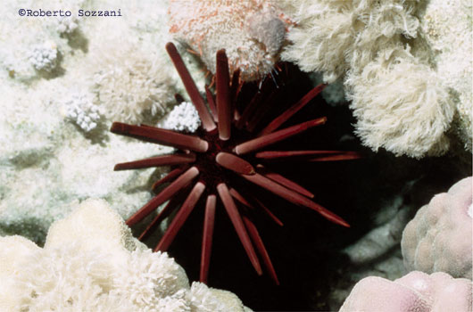 Heterocentrotus mammillatus