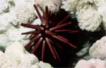 Pencil Urchin (46k)