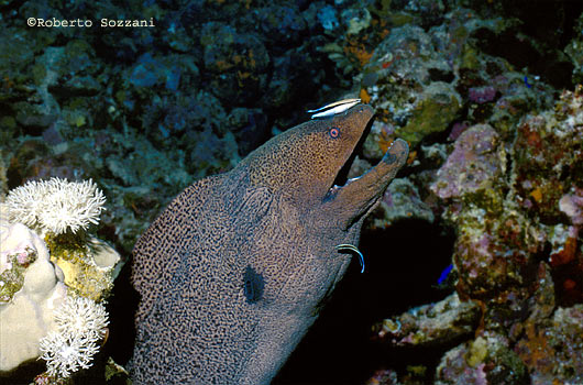 Gymnothorax javanicus