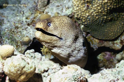 Gymnothorax javanicus