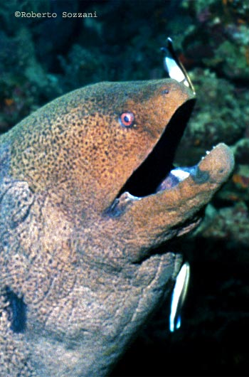 Gymnothorax javanicus