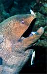 Giant Moray (40k)