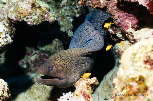 Gymnothorax javanicus