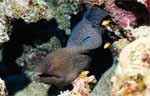 Giant Moray (55k)