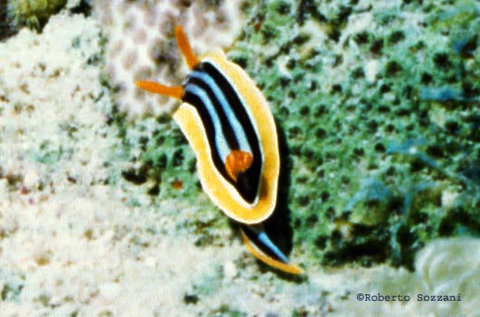 Chromodoris elizabethina