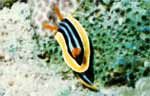 Nudibranch (36k)