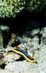 Nudibranch (44k)