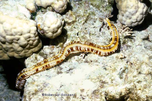 Euapta godeffroyi