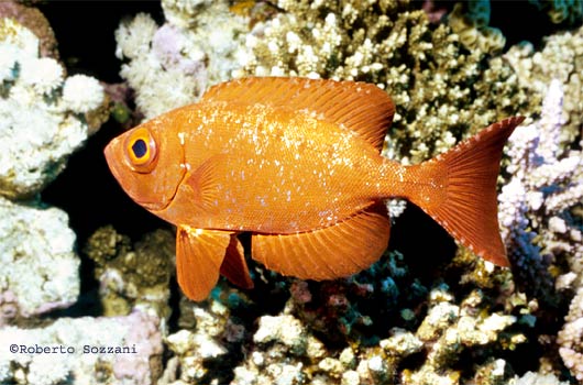 Priacanthus hamrur