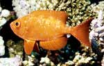 Crescent-tail Bigeye (50k)